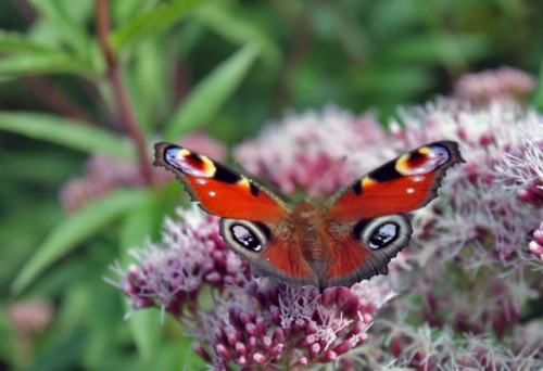 butterfly