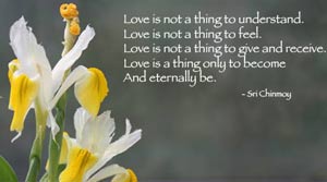love-is-not-flower