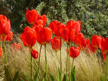 red tulips