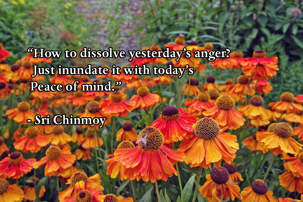 anger-dissolve-yesterdays-waterperry-rudbeckia copy