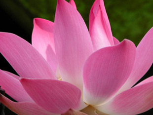 /imagelib/phoo/pink-lotus-.jpg