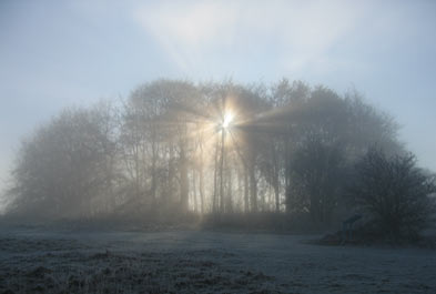 /imagelib/trees-mist.jpg
