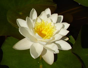 lotus-love